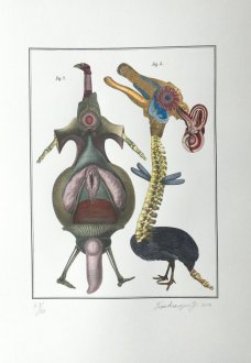 Jan Švankmajer: Bilderlexikon - Zoology 13