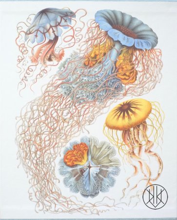 The Art and Science of Ernst Haeckel