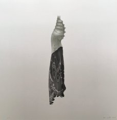 Petr Nikl: Butterfly Hatching