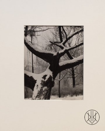 Jan Lauschmann - Strom v zimě