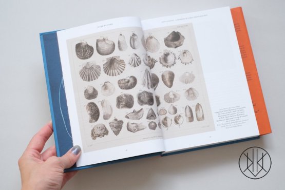 Anna Atkins: Cyanotypes