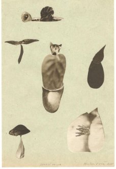 Michaela Kukovičová: Domácí Fauna III