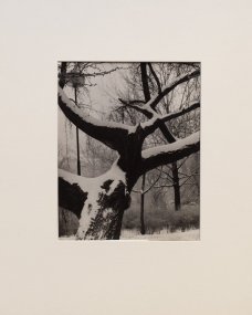 Jan Lauschmann - Strom v zimě