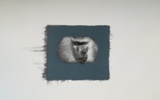 Petr Nikl: Opice