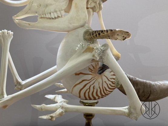 Jan Švankmajer: Zvíře Kašpar