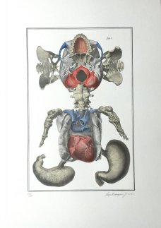 Jan Švankmajer: Bilderlexikon - Nesoustavná anatomie 4