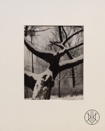 Jan Lauschmann - Tree in winter