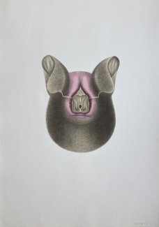 Petr Nikl: Tlustý netopýr