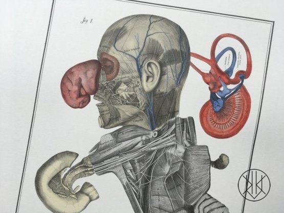 Jan Švankmajer: Bilderlexikon - Nesoustavná anatomie 6