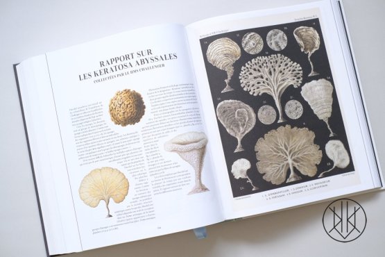 The Art and Science of Ernst Haeckel