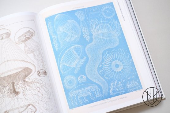 The Art and Science of Ernst Haeckel