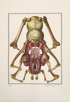 Jan Švankmajer: Brouk