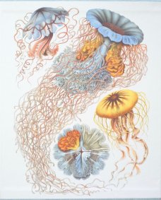 The Art and Science of Ernst Haeckel