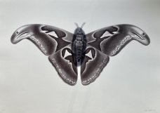Petr Nikl: Snake butterfly
