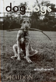 DogDogs