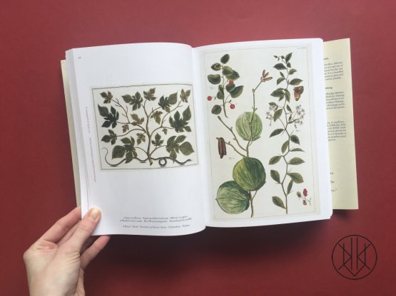 Cabinet of Natural Curiosities