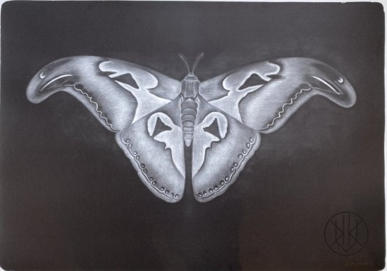 Petr Nikl: Hadí motýl