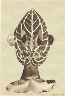 Michaela Kukovičová: Domácí Fauna VI