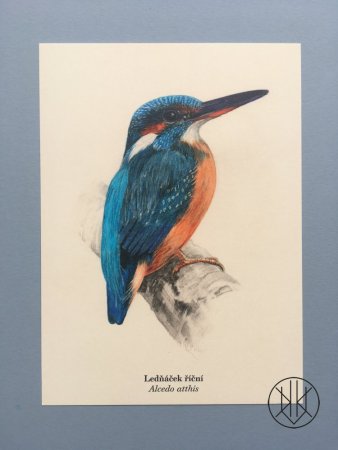 Lucie Raškovová: Ledňáček říční