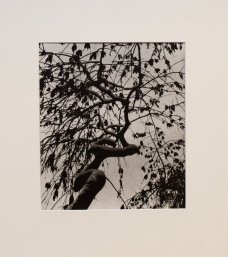 Jan Lauschmann - Tree
