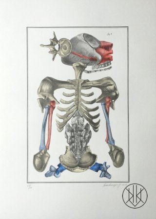 Jan Švankmajer: Bilderlexikon - Nesoustavná anatomie 5