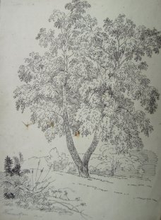 Bedřich Havránek - Strom