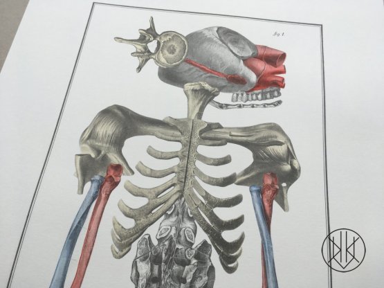 Jan Švankmajer: Bilderlexikon - Nesoustavná anatomie 5