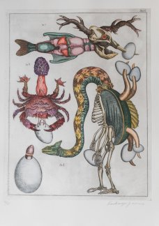 Jan Švankmajer: Z cyklu Přírodopis Tabulka č. 6