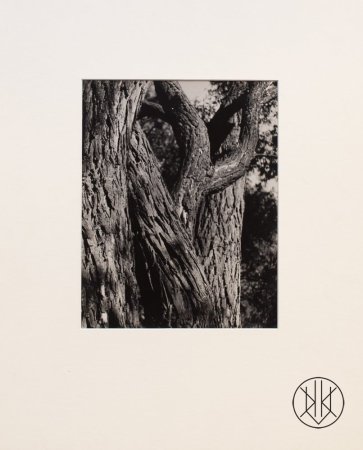 Jan Lauschmann - Kůra stromu