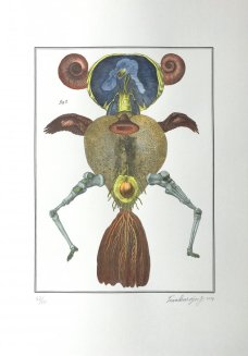 Jan Švankmajer: Bilderlexikon - Zoologie 14