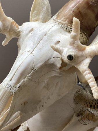 Jan Švankmajer: Zvíře Kašpar