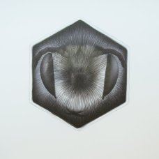 Petr Nikl: The Wasp