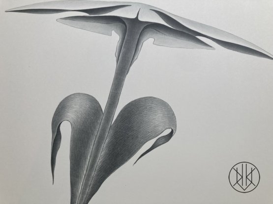 Petr Nikl: Placatý květ