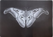 Petr Nikl: Hadí motýl