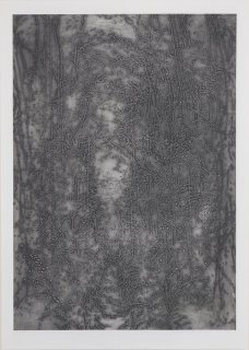 Alena Kučerová: A Forest Gorge