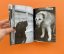 DogDogs