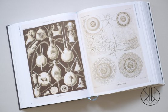 The Art and Science of Ernst Haeckel