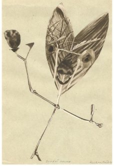 Michaela Kukovičová: Domácí Fauna II