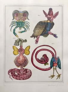 Jan Švankmajer, Z cyklu Přírodopis Tabulka č. 1