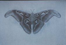 Petr Nikl: Snake butterfly