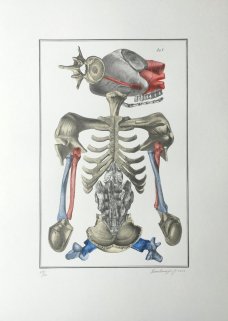 Jan Švankmajer: Bilderlexikon - Nesoustavná anatomie 5